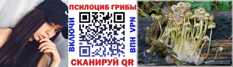 Псилоцибиновые грибы Cubensis  Гусиноозёрск 